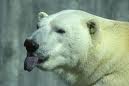 Eisbär007